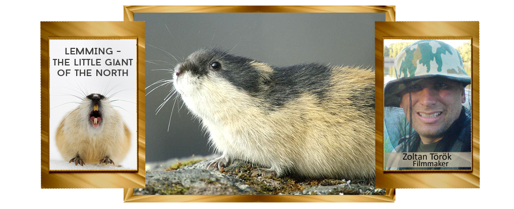 Lemming - The Little Giant Of The North
