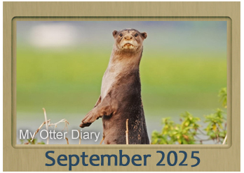 My Otter Diary